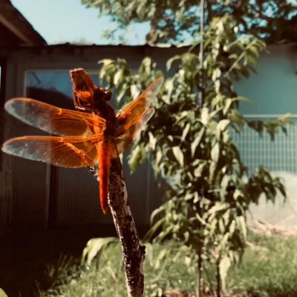 Meet your Posher, Heraclio - Picture 1 of 1